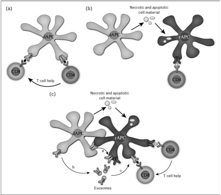 Three allorecognition pathways: direct, indirect, and semidirect