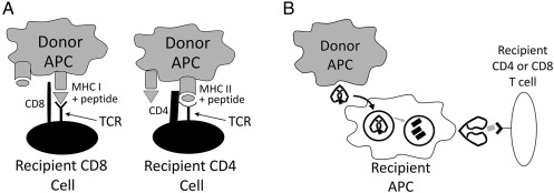Complement activation cascade in antibody-mediated rejection showing C1q, C4d deposition, and membrane attack complex formation