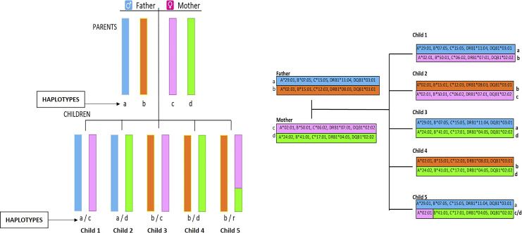 HLA haplotype inheritance pattern showing parental alleles and sibling matching possibilities