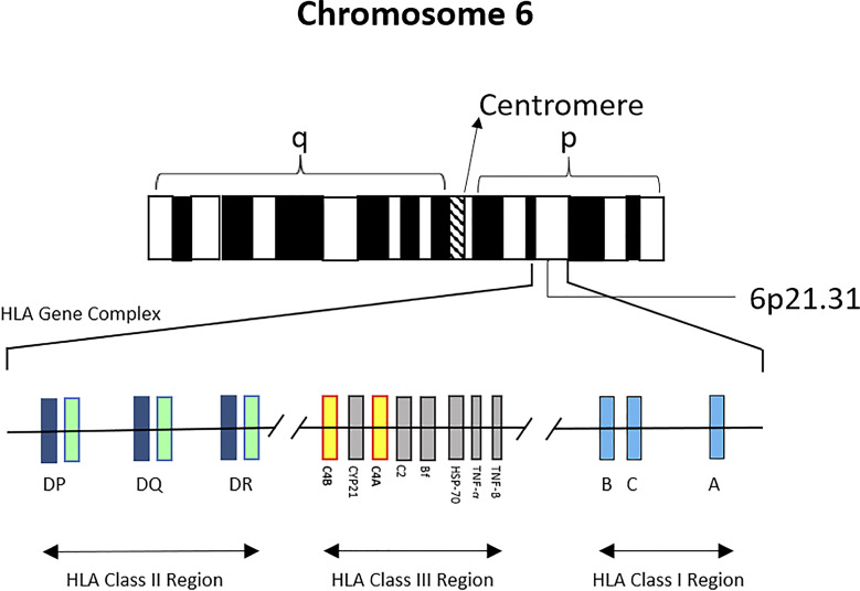 Gene map of the HLA region on chromosome 6