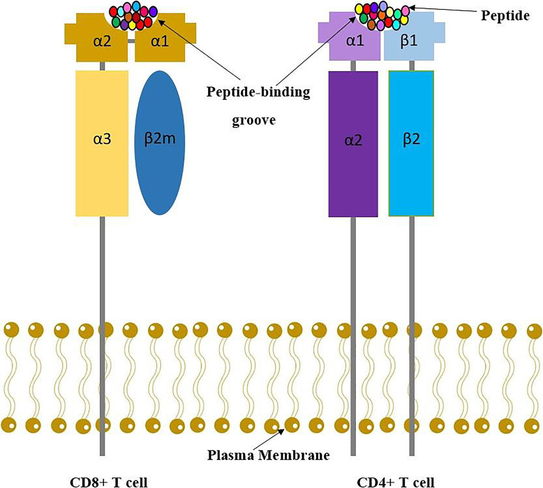 Structure of HLA class I and class II molecules showing peptide binding grooves