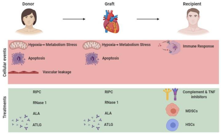 Ischemia-reperfusion injury pathophysiology showing ATP depletion, ROS generation, and inflammatory cascade