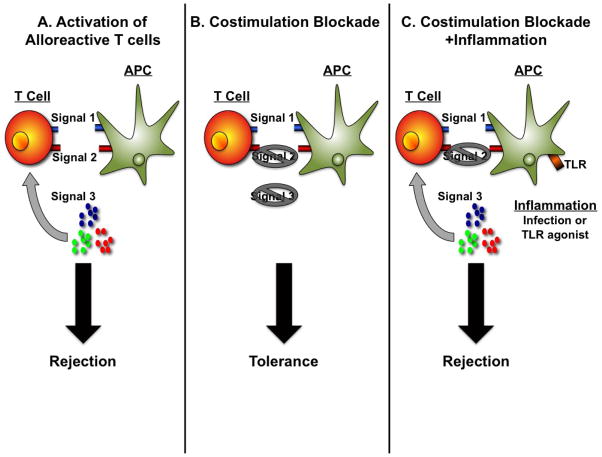 Three-signal model of T-cell activation showing Signal 1 (TCR-MHC), Signal 2 (costimulation), and Signal 3 (cytokine proliferation)
